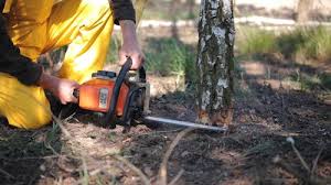 How Our Tree Care Process Works  in  Okanogan, WA