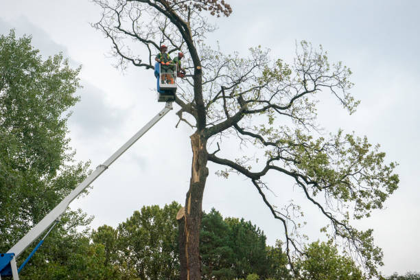 Best Arborist Consultation Services  in Okanogan, WA